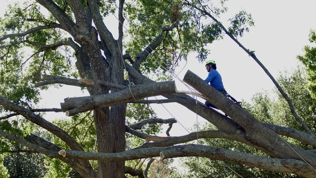Professional Crown Thinning performed by certified arborists in Braggadocio