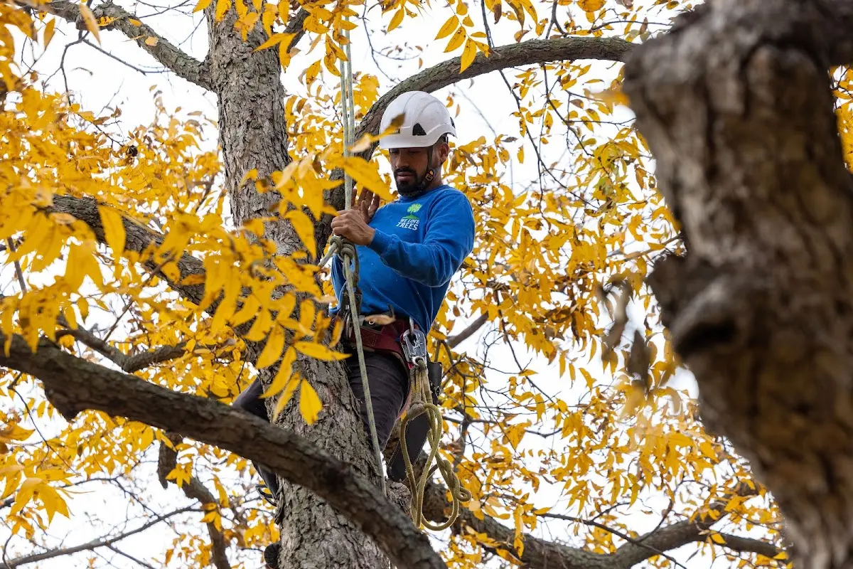 Skilled Tree Transplanting crew working in Braggadocio